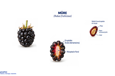 Fruit du Mûrier (ronce)